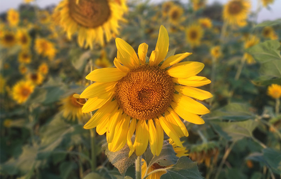sunflower